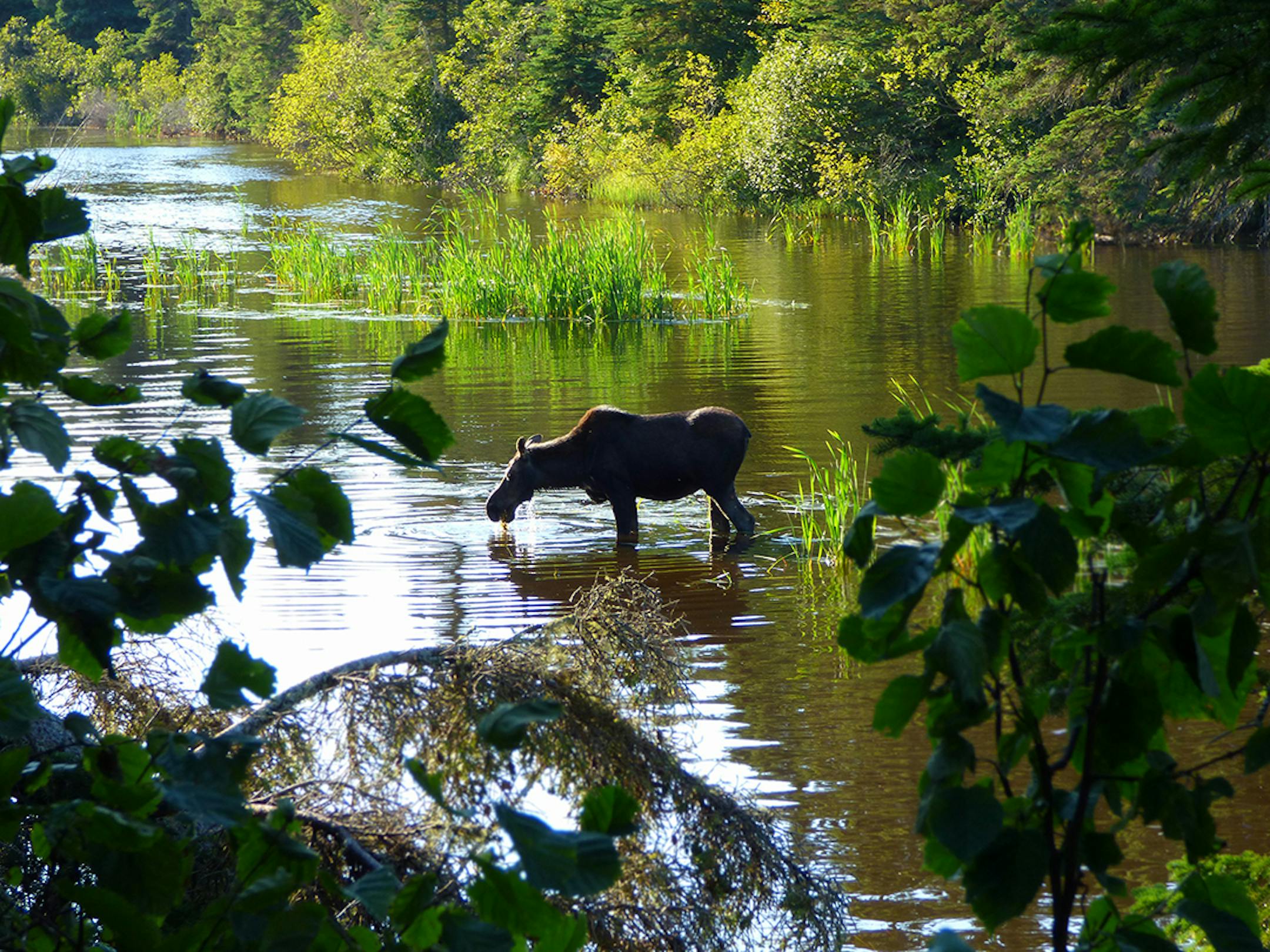It's not uncommon to encounter moose on the Isle Royale. Their numbers are massive, and their growth has teams scurrying to get more wolves on the island to control population.