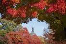 The Cathedral of St. Paul is framed by fall foliage seen from Summit Avenue in St. Paul.