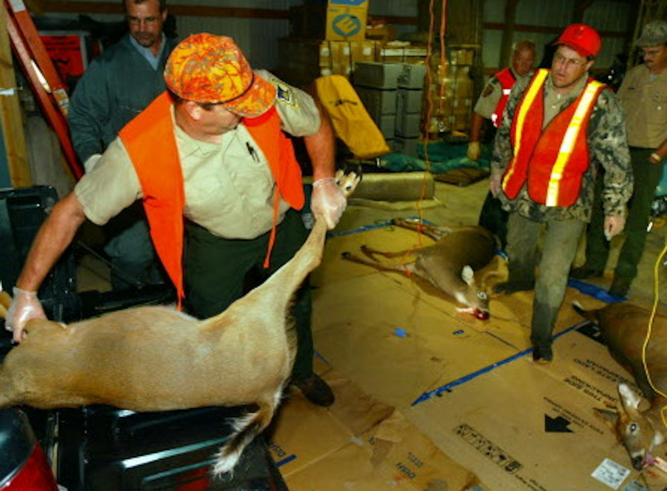Aitkin, MN 9/9/2002 The first of the sample deer being harvested in the Aitkin area arrived at the Aitkin Area Wildlife Office Monday night at about 10:30 pm. They will be tested for CWD Chronic Wasting Disease. ORG XMIT: MIN2017011015591123