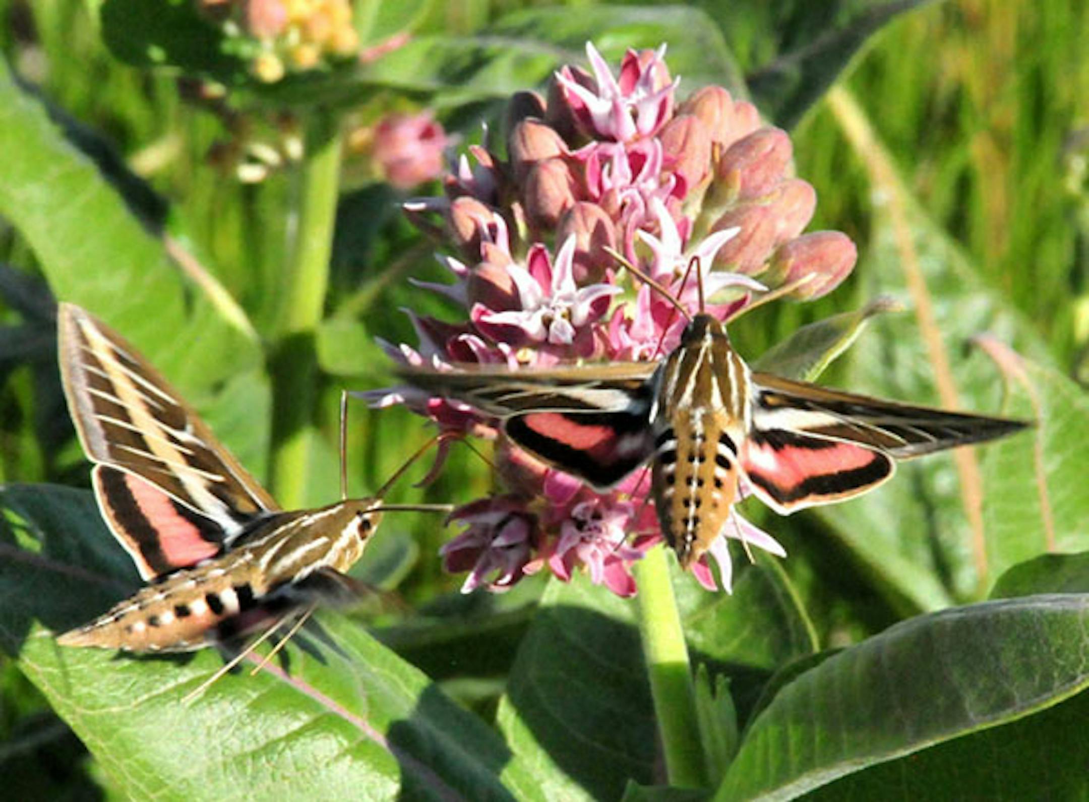 A hummingbird moth on a milkweed.