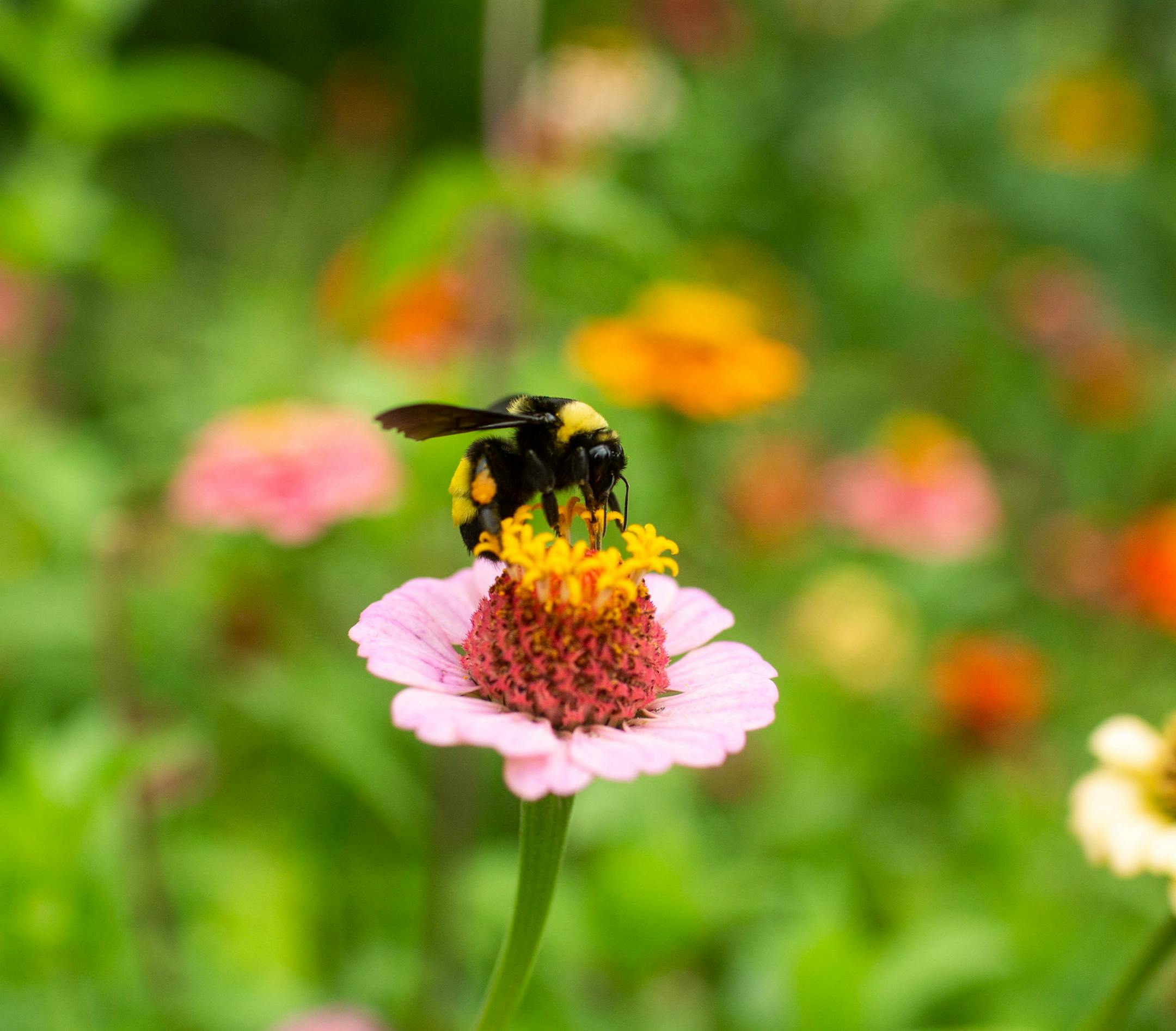 A bee lands on a flower at Loring Park Monday, August 12, 2019. ] NICOLE NERI • nicole.neri@startribune.com