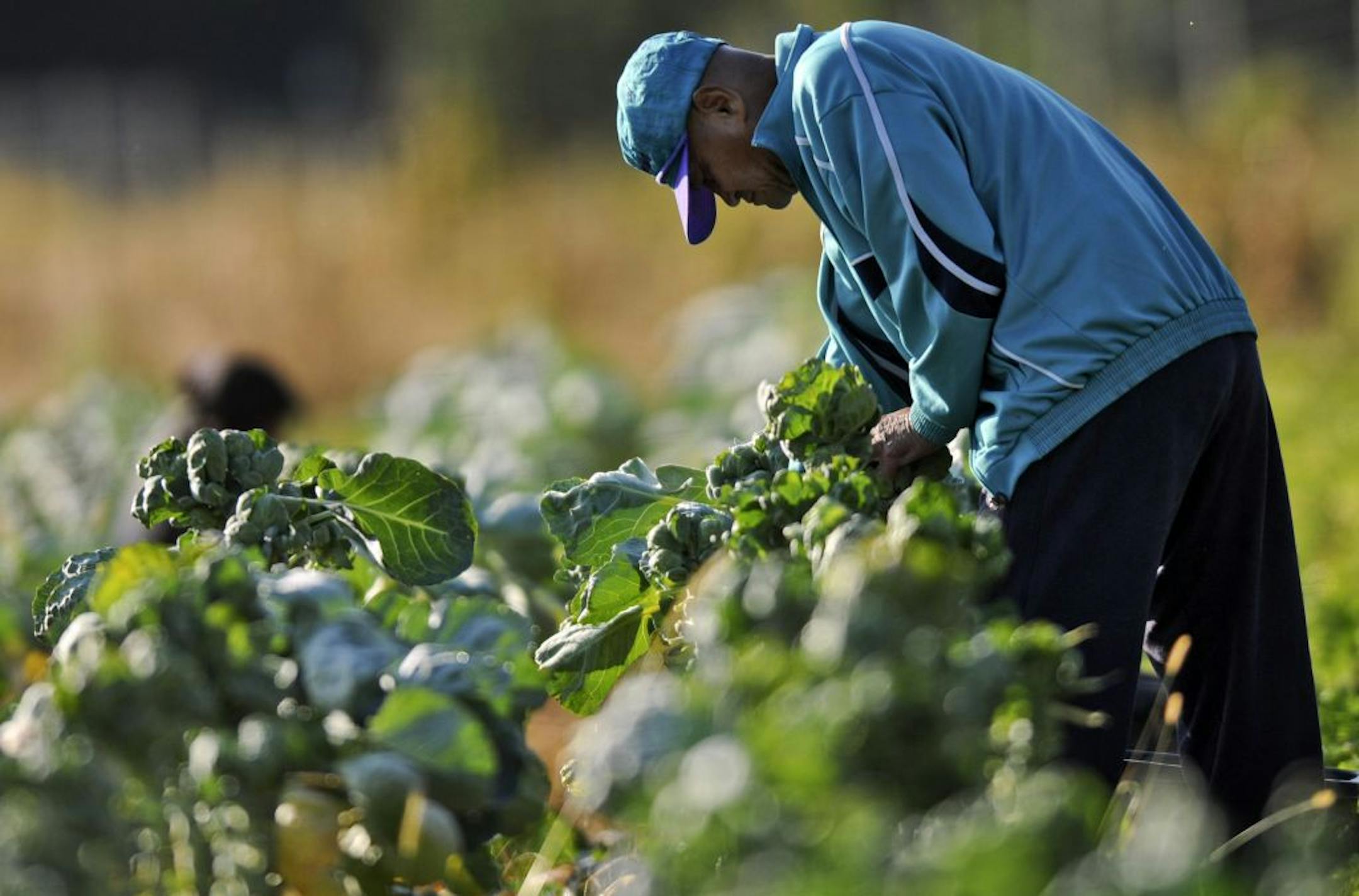 Ti Moo of St Paul picked Brussels Sprouts on Monday 10/3/2011 in Marine on St Croix, Minn. The Minnesota Food Association Farm is a farm cooperative in Washington County where immigrant farmers learn about farm growing and marketing before they go off to start their own farms.