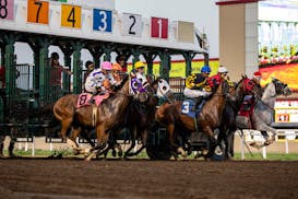 Horses go through the gates for the final race of Thursday's action at Canterbury Park in Shakopee.