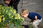 Hudson Bishop, 3, and his mother, Clair, of Norwood Young America, bent over to smell narcissus "binkie" daffodils Wednesday afternoon at the Minnesot