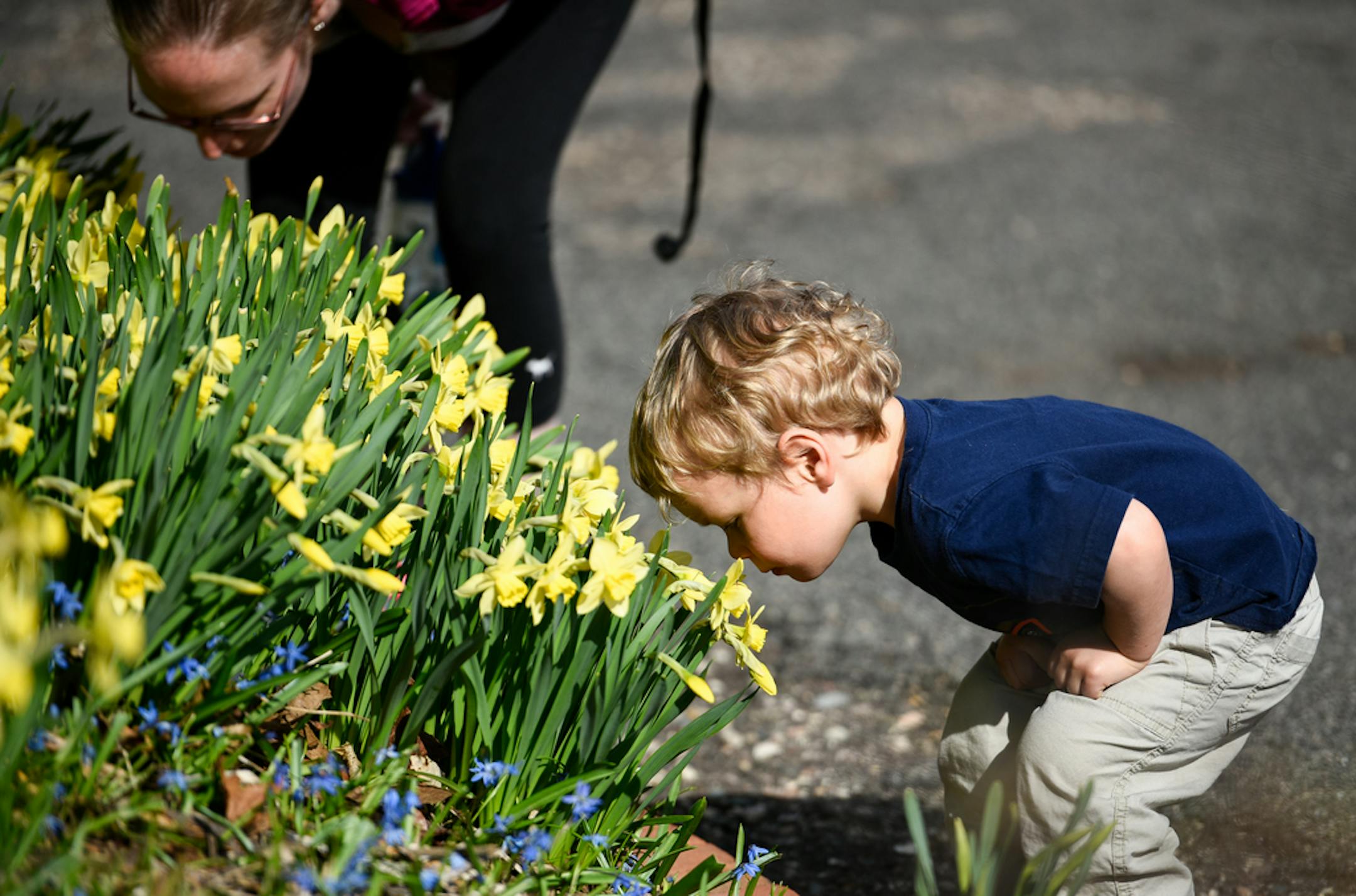 Hudson Bishop, 3, and his mother, Clair, of Norwood Young America, bent over to smell narcissus "binkie" daffodils Wednesday afternoon at the Minnesota Landscape Arboretum. ] AARON LAVINSKY • aaron.lavinsky@startribune.com Spring has sprung at the Minnesota Landscape Arboretum, photographed Wednesday, May 2, 2018. Although a small variety of flowers have begun to bloom, visitors can expect a richer palette of colors and smells next within the next week or so.
