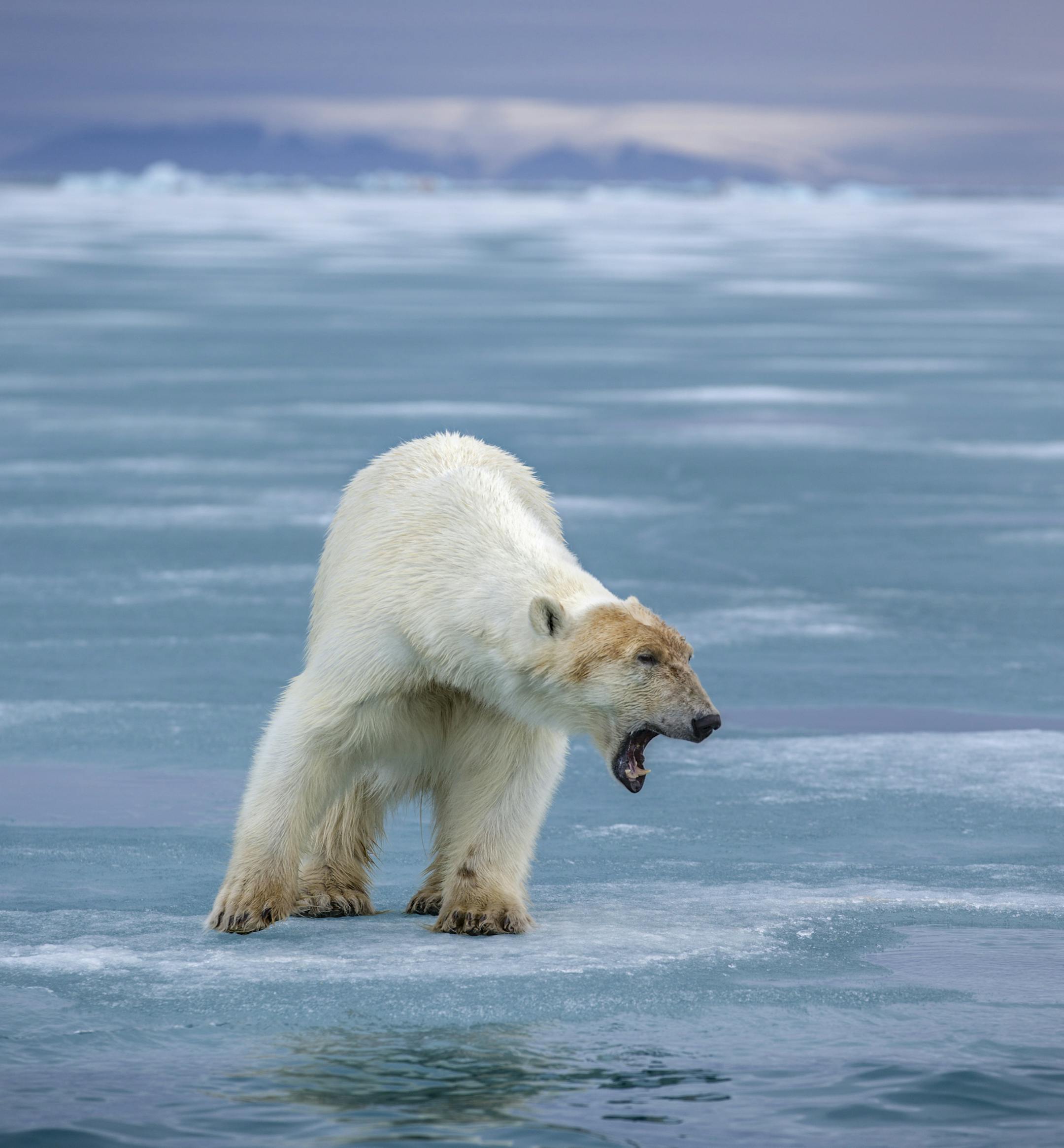 Picture Shows: A polar bear faces an ice-free Summer as the melt continues in the Arctic. ORG XMIT: JRPX2450