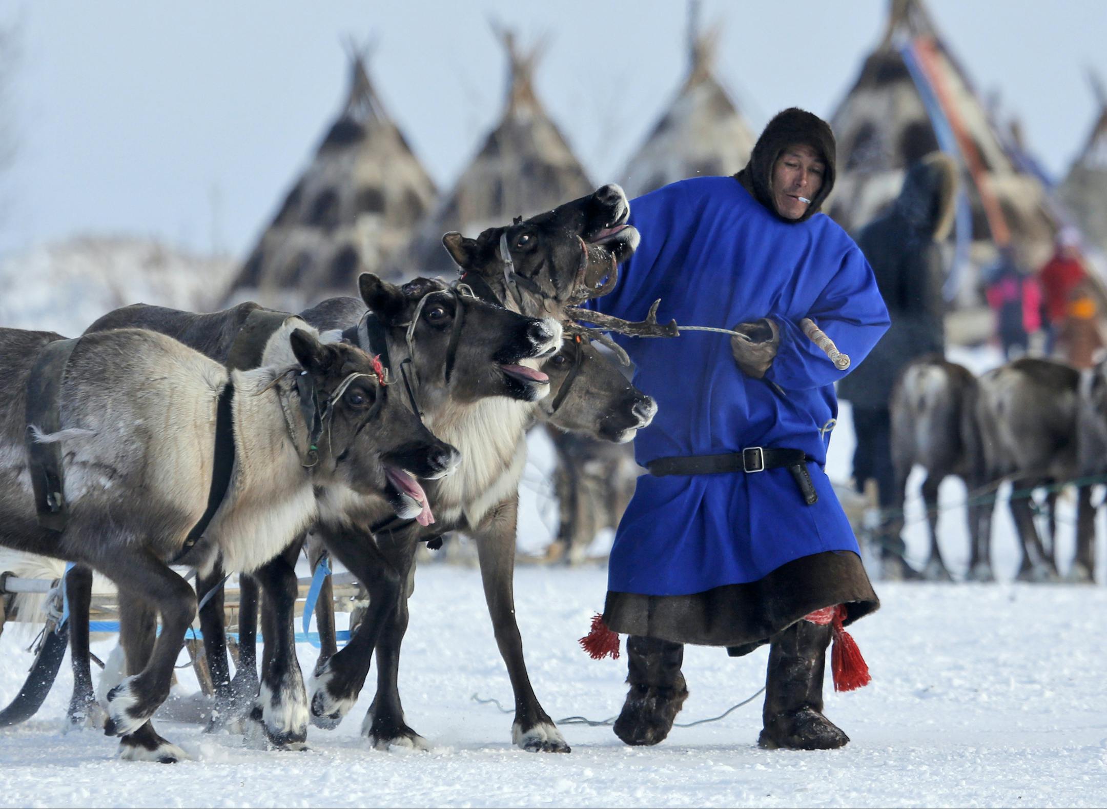 In this photo taken on Sunday, March 15, 2015, a Nenets man pulls his reindeer at the Reindeer Herder's Day in the city of Nadym, in Yamal-Nenets Region, 2500 kilometers (about 1553 miles) northeast of Moscow, Russia. For the indigenous nomadic Nenets people, the Reindeer Herder’s Day offers a chance to show their prowess in wrestling, high jumps and other traditional local sports, but, above all, reindeer races. (AP Photo/Dmitry Lovetsky)