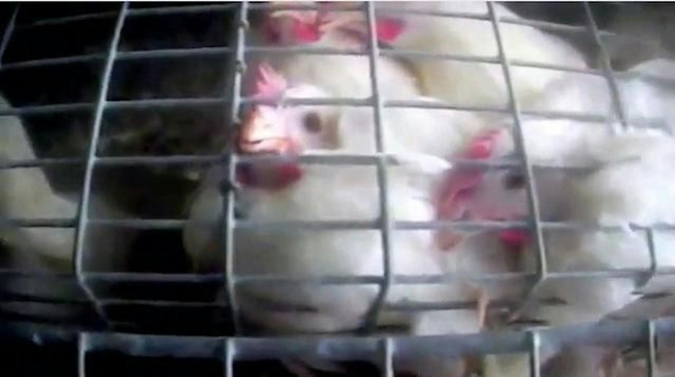 The hidden-camera video by Mercy for Animals portrays crowded cages common in the egg industry.