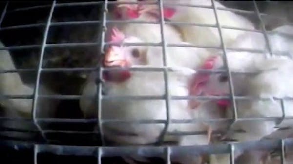 The hidden-camera video by Mercy for Animals portrays crowded cages common in the egg industry.