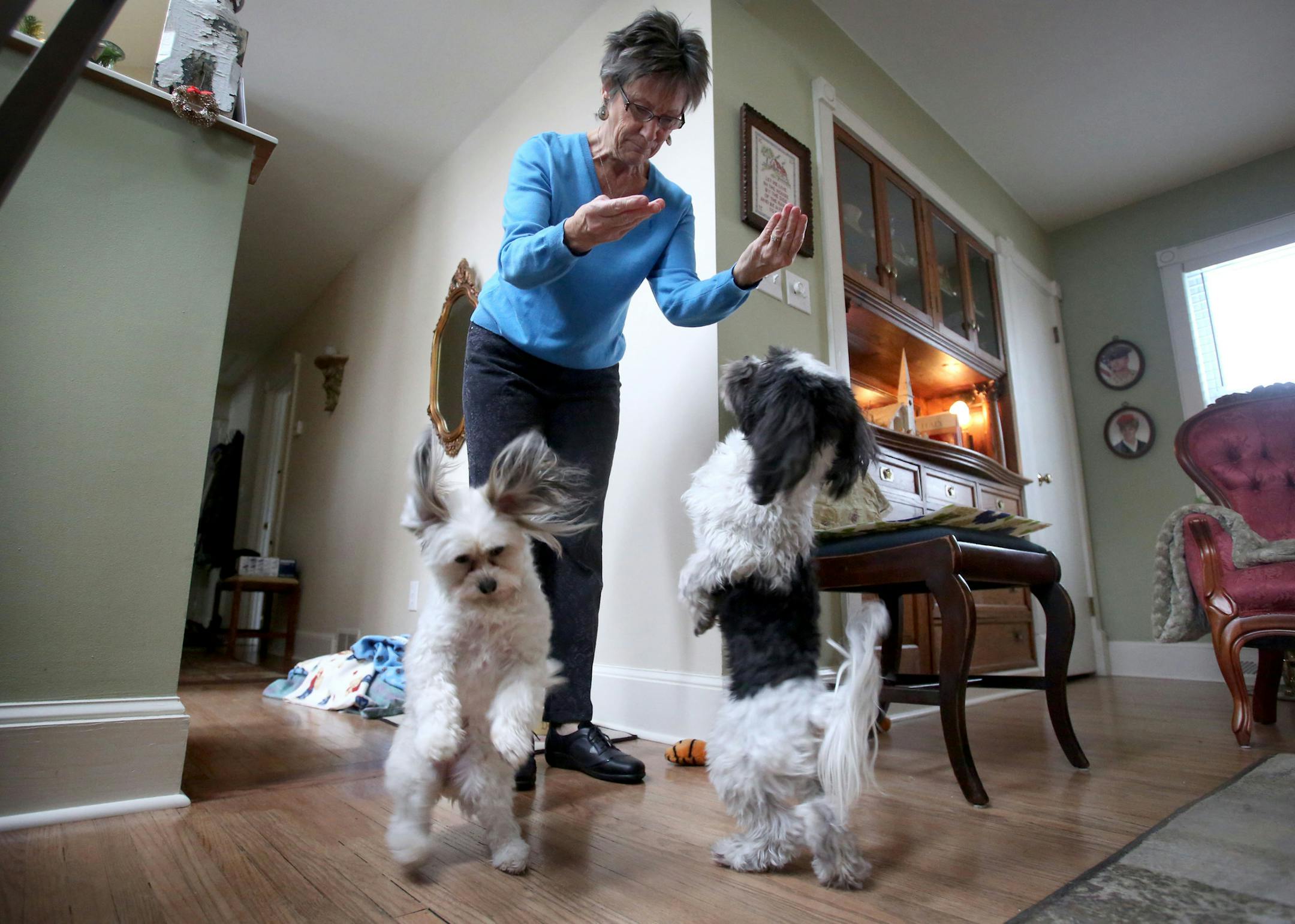 Sue Bohlmann was a longtime owner of Golden Retrievers and decided to go small because of health concerns. Bohlmann was seen with her dogs Gretel, 5, a female maltese pappillion, left, and Mateo, a male 8 year-old Havanese at her Minnetonka home Wednesday, Dec. 2, 2015. ](DAVID JOLES/STARTRIBUNE)djoles@startribune.com Aging Boomers are starting to wonder whether it's time to downsize their dogs.