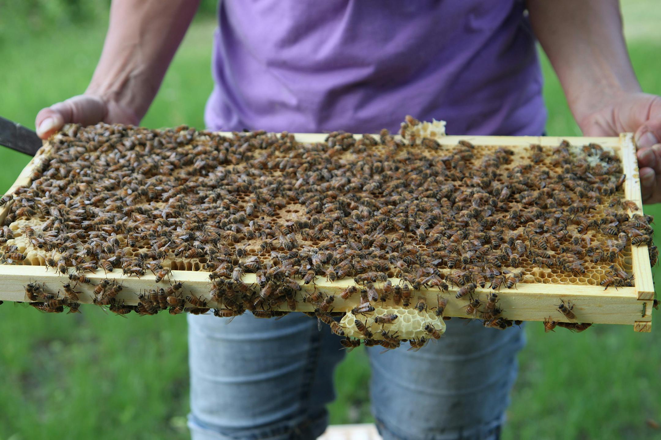 Mary Jo Hoffman, Special to the Star Tribune Becky Masterson of the University of Minnesota Entomology Department's Bee Squad with bees.