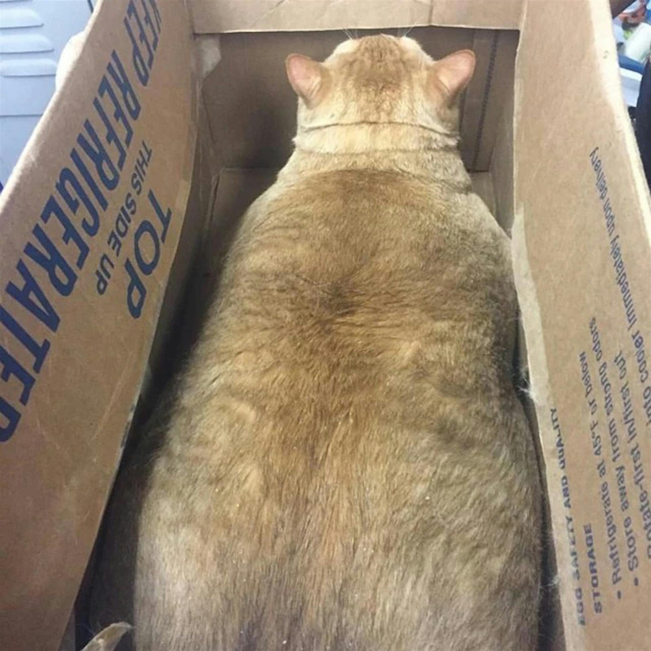 A view of Symba, a 35-pound cat that is up for adoption in DC. MUST CREDIT: Handout courtesy of Humane Rescue Alliance.