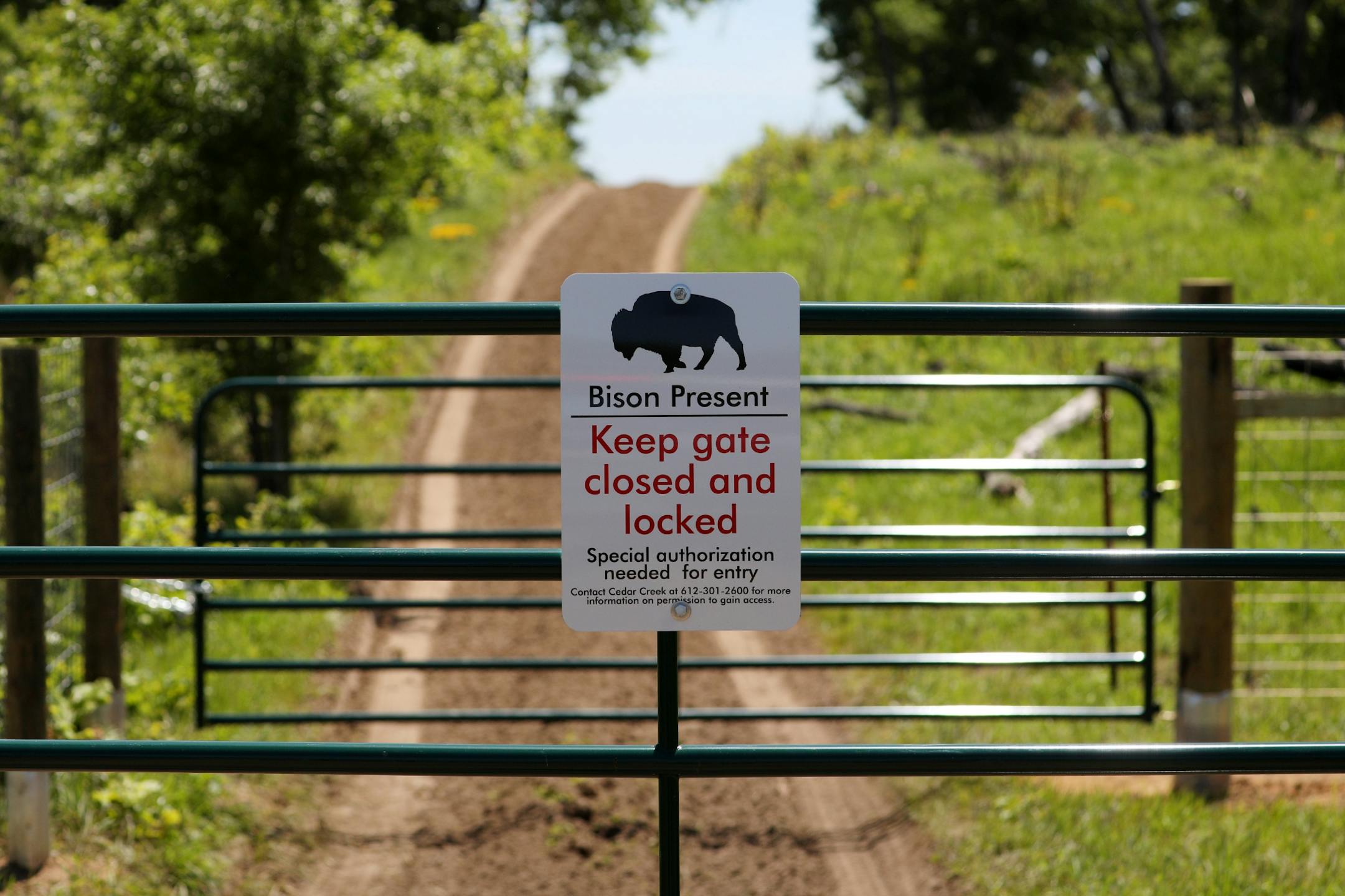 A sign warned of the bison at their new home Wednesday at the University of Minnesota's Cedar Creek Ecosystem Science Reserve in East Bethel.