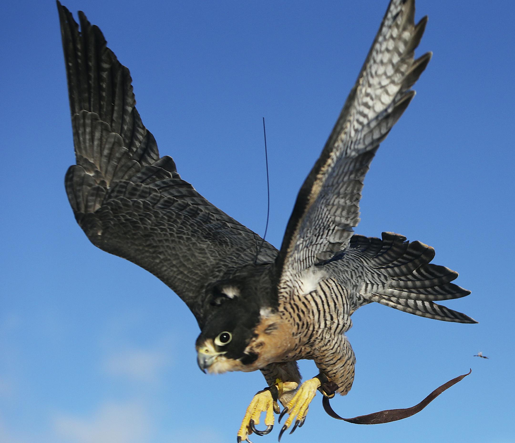 Master licensed falconer Andrew Weaver released a five year-old female peregrine falcon to exercise and get the chance to hunt down a homing pigeon near a field Friday, Jan. 17, 2014, in Stillwater, MN. The falcon was also fitted with a transmitter that emitted a signal and through radio telemetry, allowed Weaver to track down the falcom that had caught and killed the homing pigeon Weaver had earlier release on the edge of woods and was feeding on the bird.](DAVID JOLES/STARTRIBUNE) djoles@start