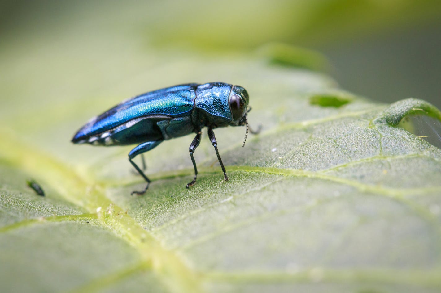 Emerald Ash Borer (Dreamstime/TNS) ORG XMIT: 1753067