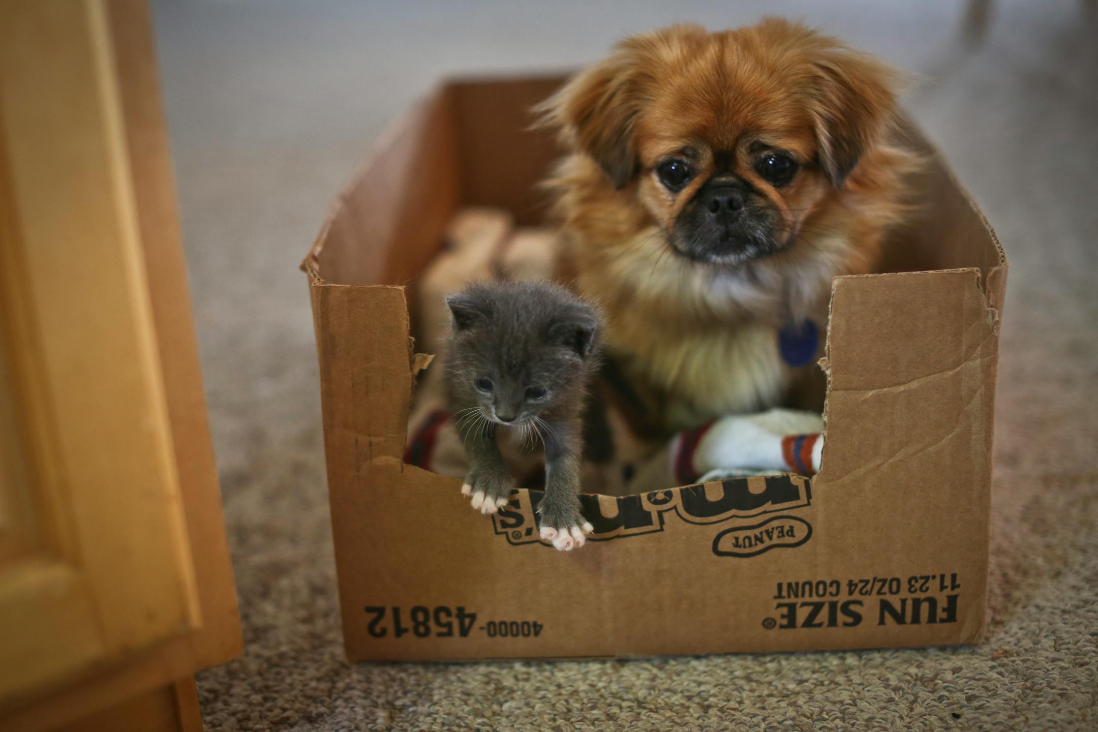 Bootsie the kitten and Mittens the dog in their box at Pat Weber's home in Jordan, MInn., on Friday, September 21, 2012. When the kitten was found almost lifeless outside the Weber home, they brought it inside to nurse it back to life. Little did they know that their Pekinese dog would end up literally nursing the kitten. Somehow Mittens started lactating and now is acting as Bootsie's mother.