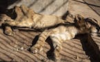 In this Tuesday, Jan. 21 photo, a malnourished lion rests in a zoo in Khartoum, Sudan. With the staff at the destitute Al-Qurashi Park, as the zoo in 