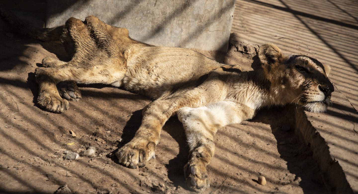 In this Tuesday, Jan. 21 photo, a malnourished lion rests in a zoo in Khartoum, Sudan. With the staff at the destitute Al-Qurashi Park, as the zoo in Khartoum is known, unable to feed and look after the animals, many have died off or were evacuated, leaving only three skeletal lions. (AP Photo)