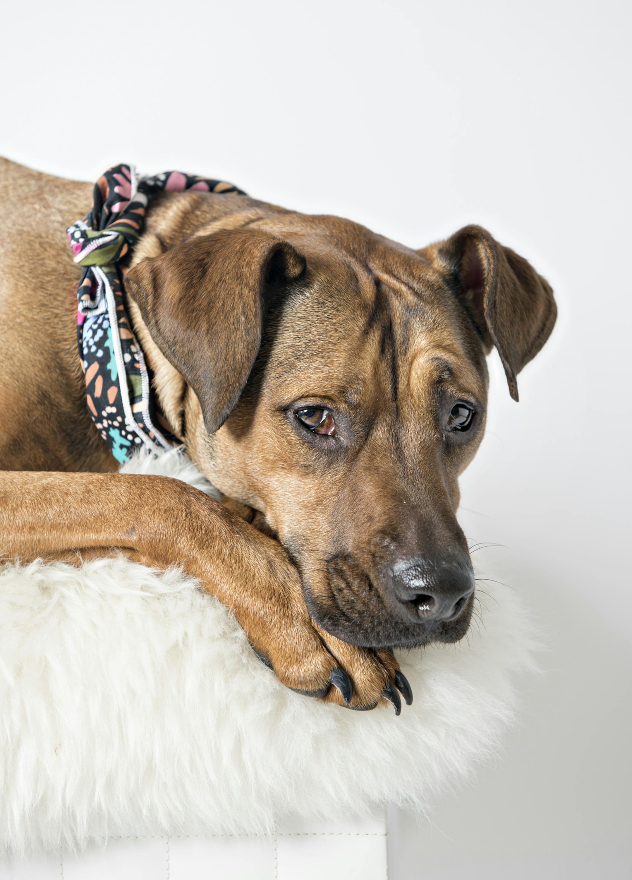 Four-year-old Dixy is sweet and gentle, smart as a whip and super snuggly. No wonder she's already been adopted through Wags & Whiskers rescue.