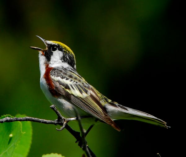 Do you know your warblers? This is a chestnut-sided warbler. 