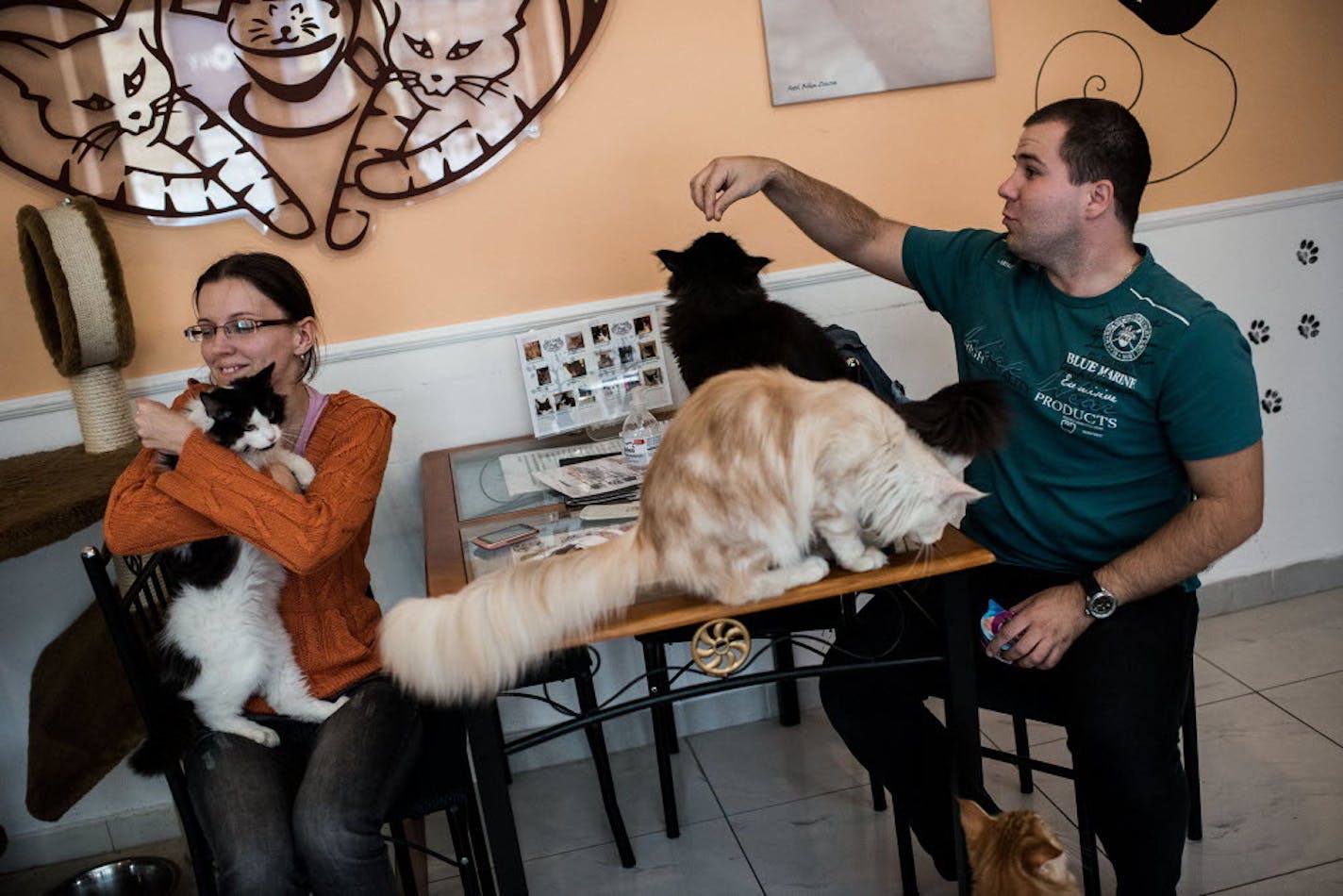 Customers interact with cats in the Cat Café Budapest in Budapest Hungary, on October 4.