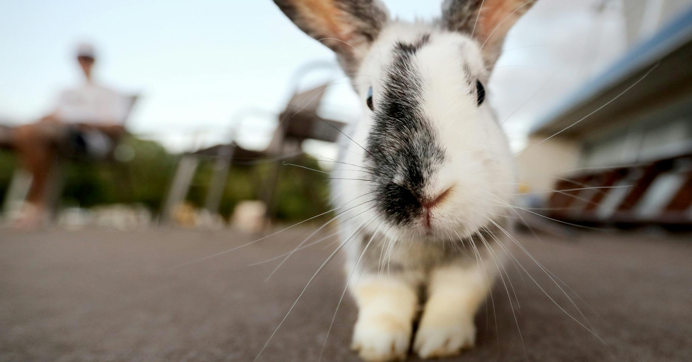 Peacebunny Foundation leader gets probation in rabbit death case