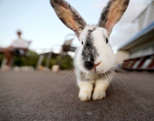 A rabbit gets some exercise atop the Peacebunny Island houseboat.