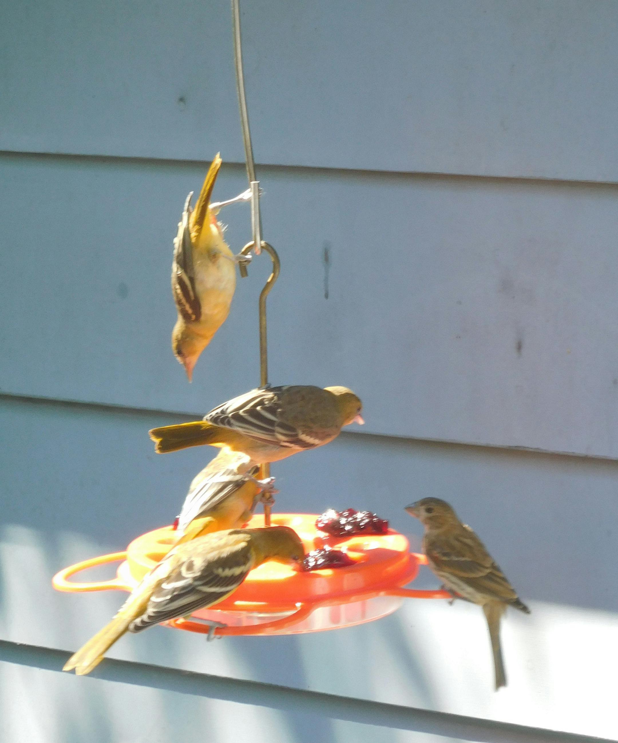 Orioles, Portal Species for Outdoors Weekend. Barbara Aslakson