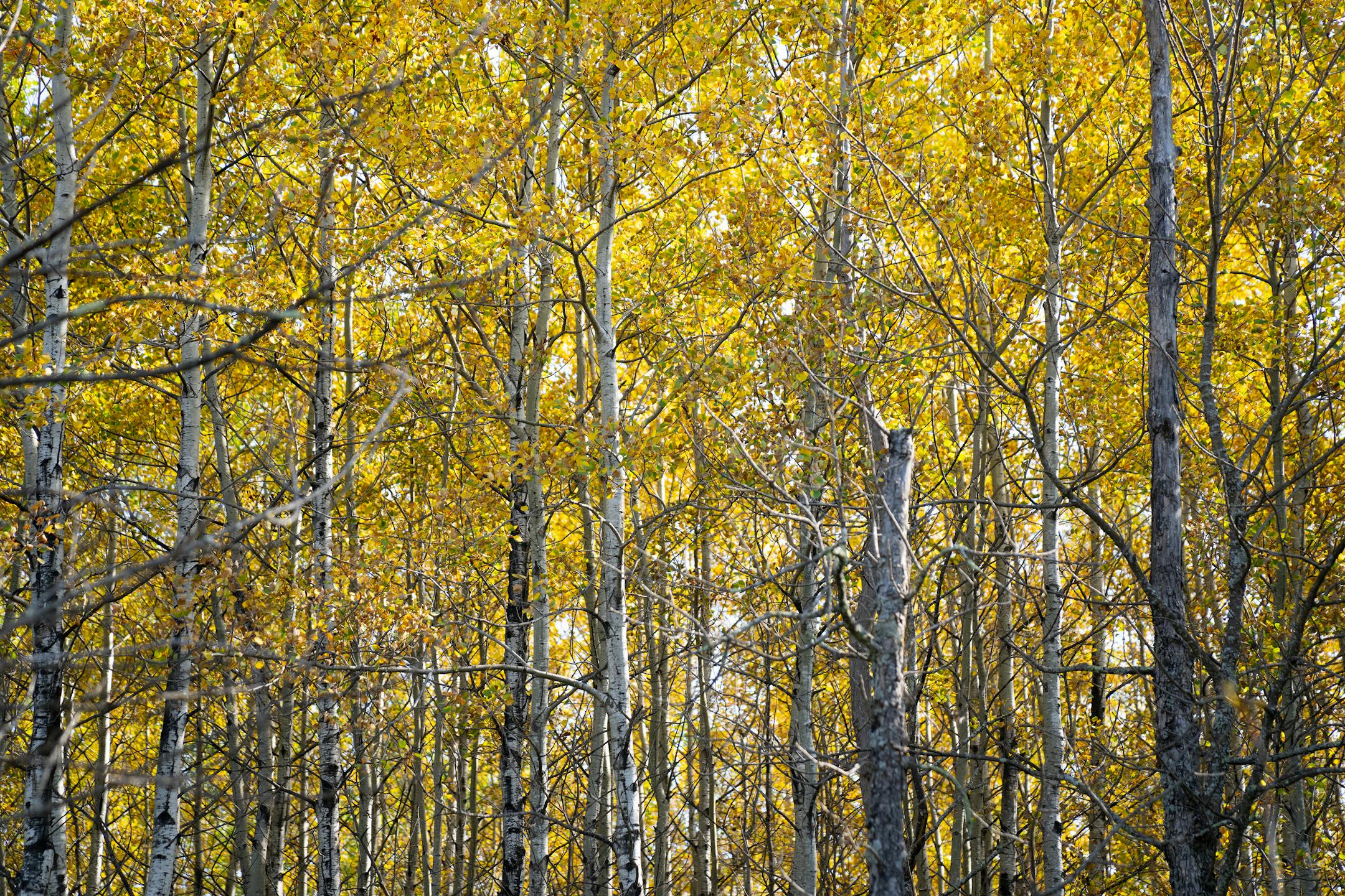 Birch trees' leaves are bright yellow along the Split Rock Wilds mountain biking trail Tuesday in Silver Bay, Minn.