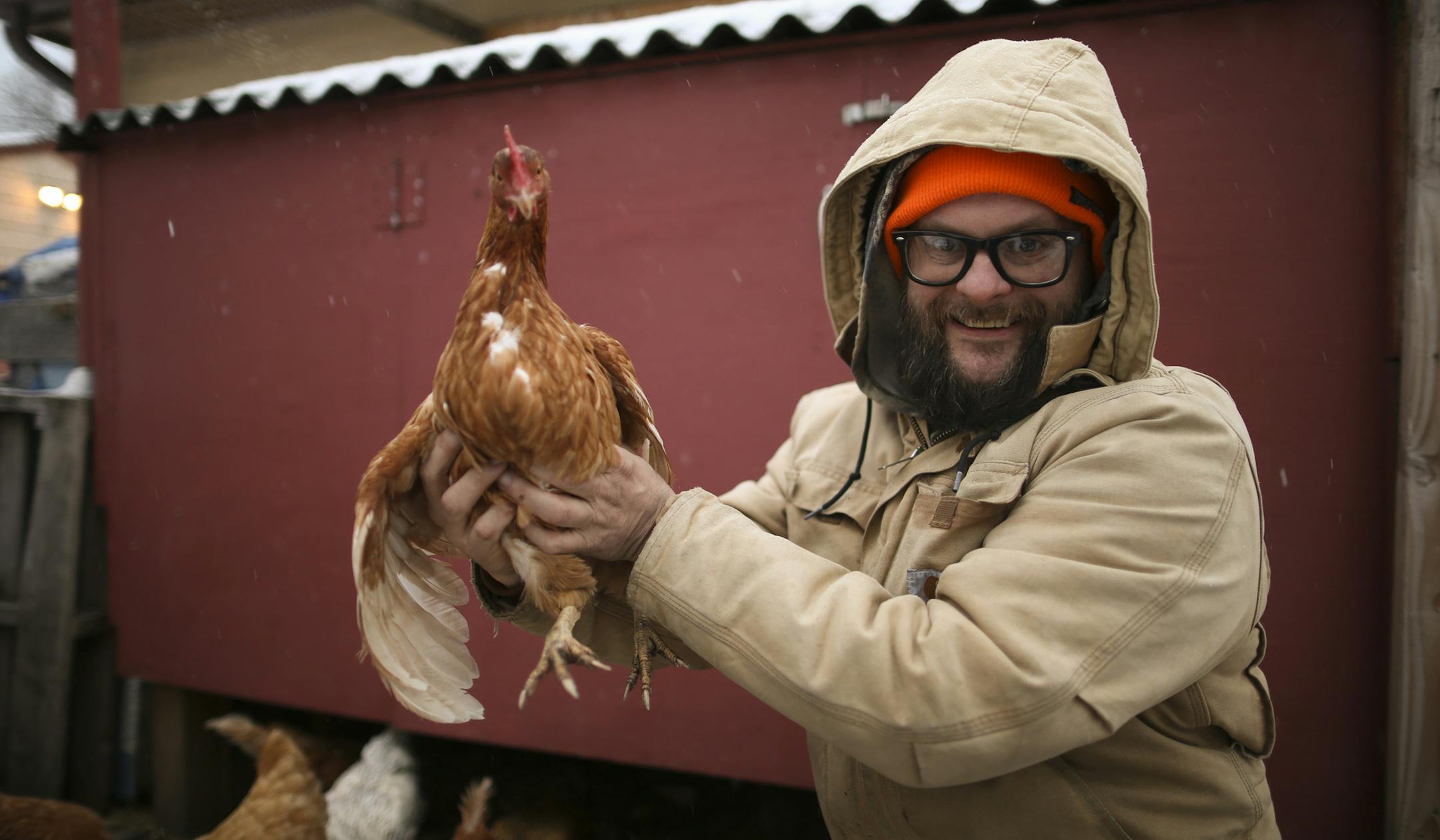 Rob Czernik held up Scarlet Johensson, a 3 year-old Red Star chicken in his back yard flock. He runs a feed business as well as a consulting service for city folk who want to keep chickens. ] JEFF WHEELER ï jeff.wheeler@startribune.com Reptiles could soon be legal to have as pets in Minneapolis. It's just one of a long list of changes to the city's animal care and control codes coming to the council for a public hearing on Monday. Rob Czernik visited the chickens he keeps in a pen in the ba