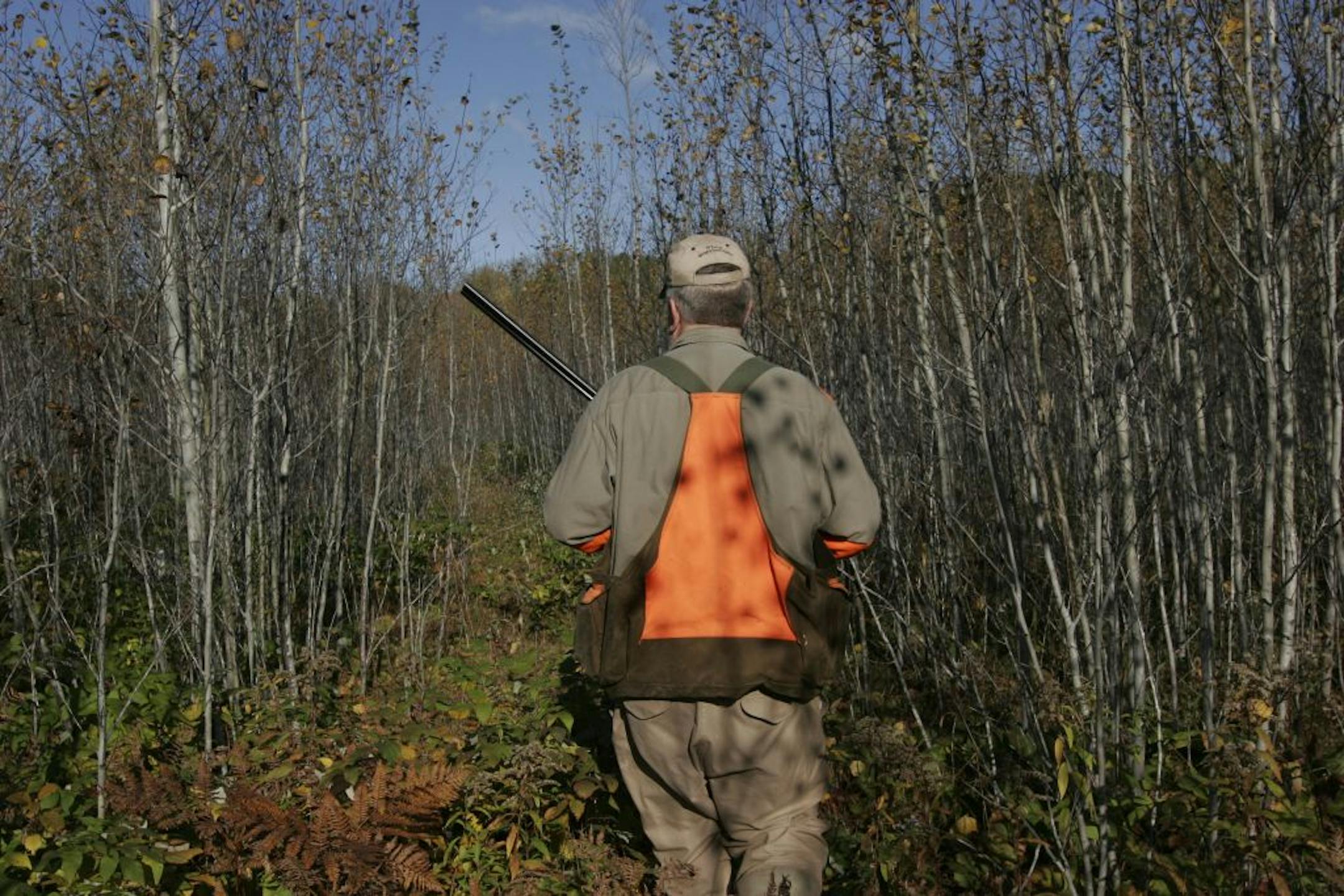 Ted Dick, DNR grouse coordinator, hunted a stand of young aspen — prime ruffed grouse habitat — last week near Deer River, Minn. He found the action slow that day.