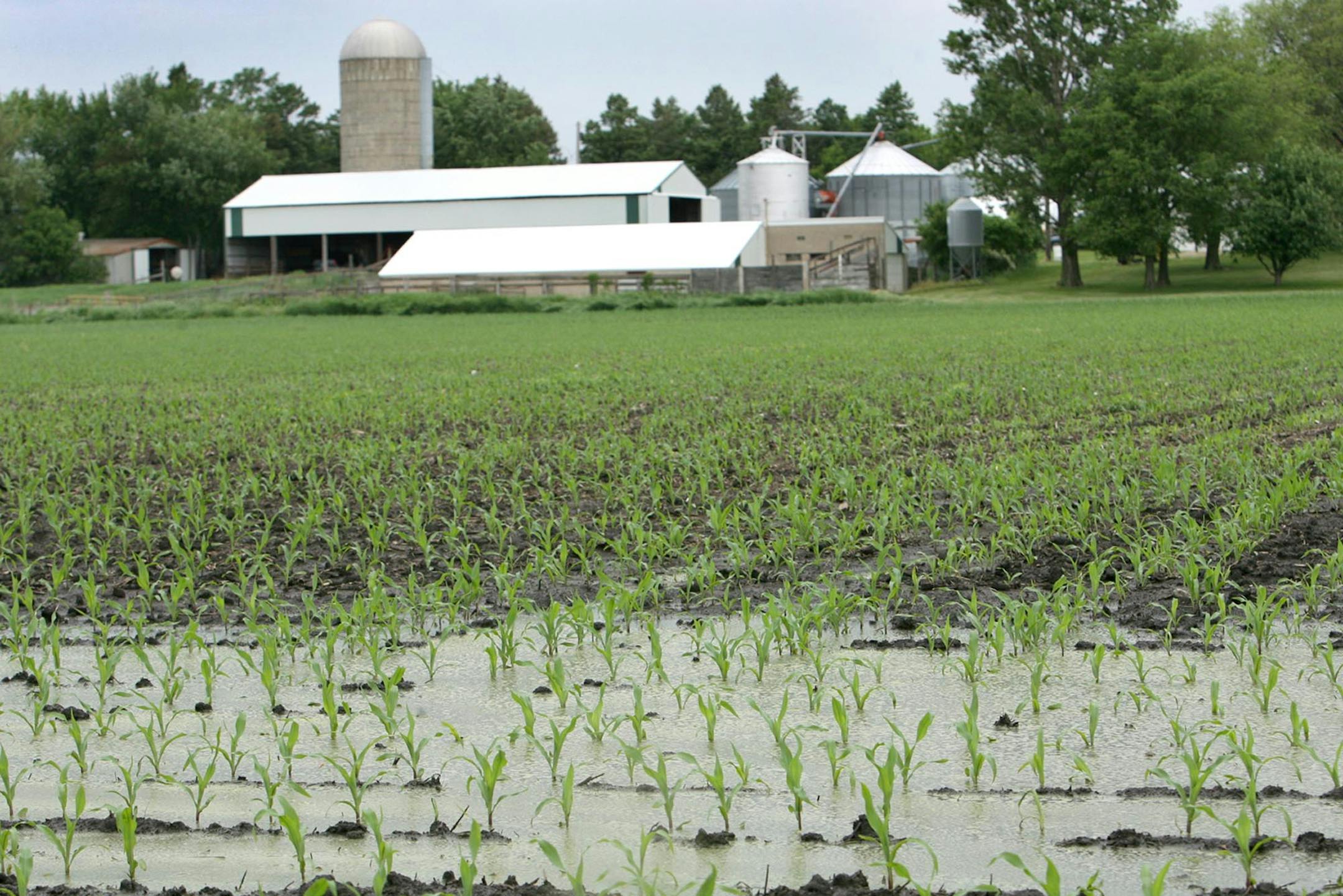A cornfield is covered with water after heavy rains, Thursday, June 5, 2008 in Mason City, Iowa A series of storms has dumped more than 5 inches of rain on central Illinois in the past week, and some parts of Iowa were drenched with nearly that much just overnight Thursday. Southwest Iowa has sopped up more than 10 inches in the past week, and more rain is forecast for the state this weekend.