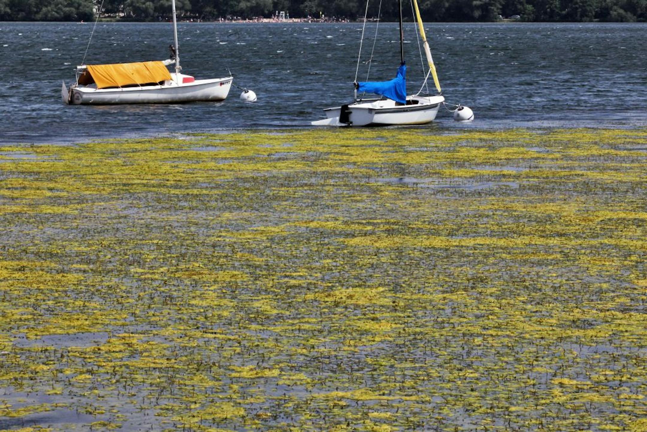 On many lakes in the Twin Cities area, milfoil is harvested every year.