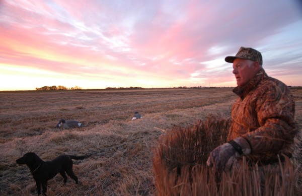 In this 2006 photo, retired Vikings coach Bud Grant awaited a flight of Canada geese in Manitoba, about an hour north of Winnipeg. ORG XMIT: MIN201309