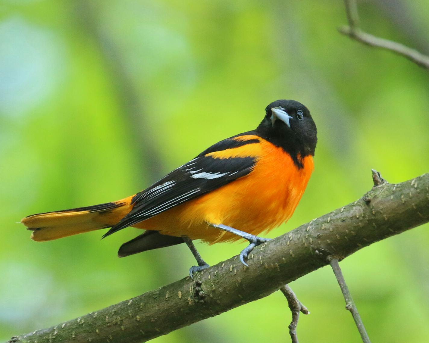 A "normal" Baltimore oriole.Photo by Phyllis Terchanik