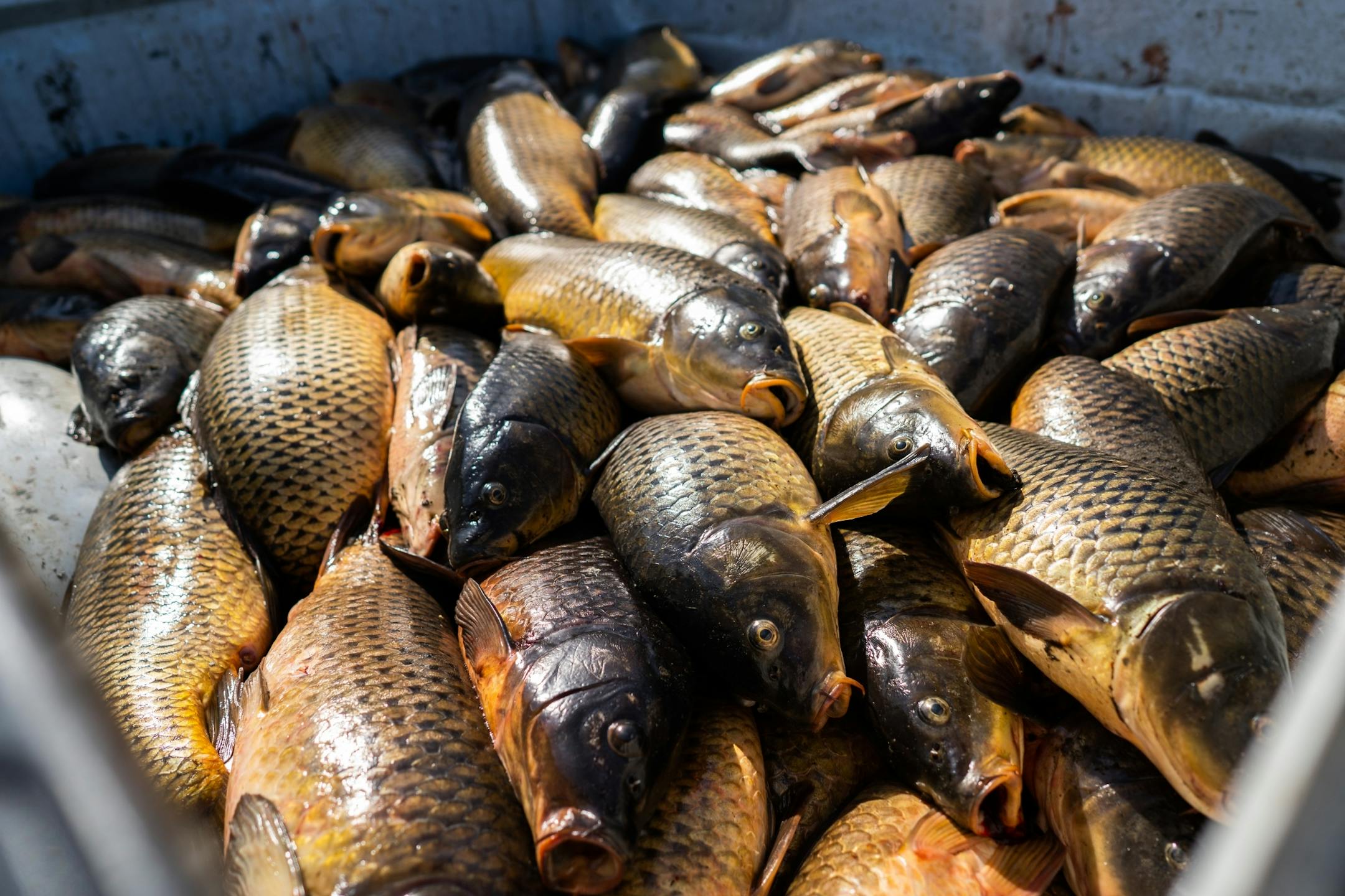 A haul of carp await donation in the back of a pickup truck.