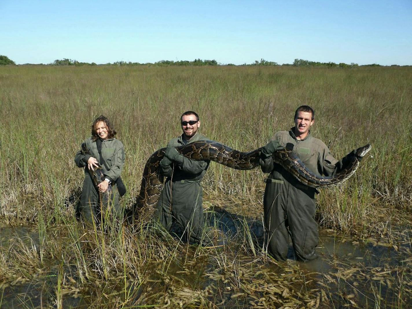 In late 2009, researchers held a Burmese python captured in Everglades National Park, Fla. A report early last year indicated that the proliferation of pythons coincided with a decrease of mammals in the park.