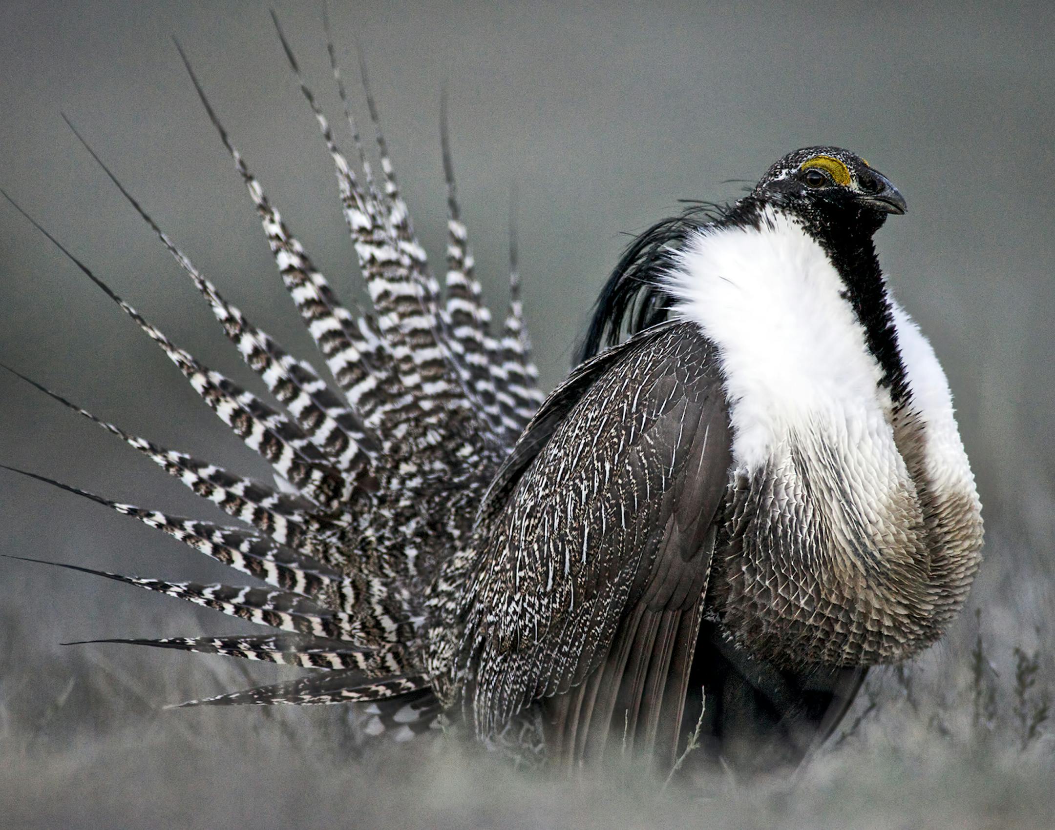 FILE - This April 2014 photo provided by Colorado Parks and Wildlife shows a Gunnison sage grouse with tail feathers fanned near Gunnison, Colo. The obscure, chicken-sized bird, best known for its mating dance, could help determine whether Democrats or Republicans control the U.S. Senate in November. The federal government is considering listing the greater sage grouse as an endangered species next year. Doing so could limit development, energy exploration, hunting and ranching on the 165 millio