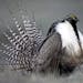 FILE - This April 2014 photo provided by Colorado Parks and Wildlife shows a Gunnison sage grouse with tail feathers fanned near Gunnison, Colo. The o