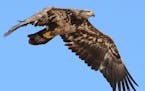 Photo by Beth Siverhus: 1. A young bald eagle must be on the alert for danger and for prey before earning its distinctive white head and tail feathers