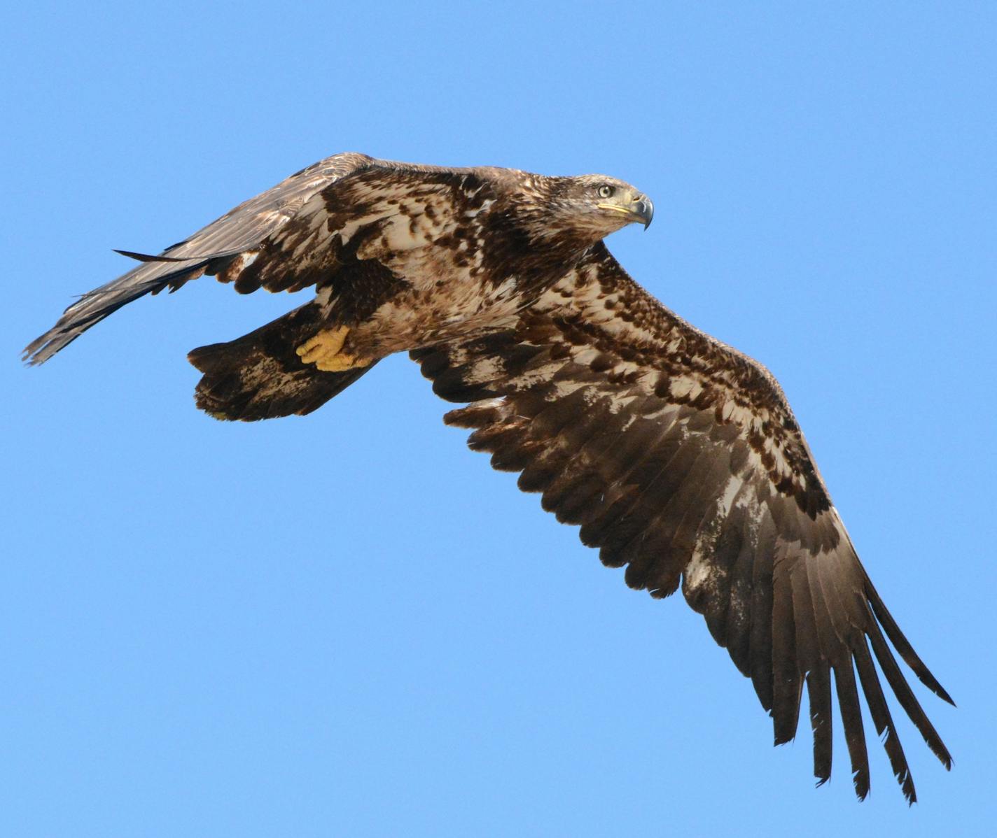 Photo by Beth Siverhus: 1. A young bald eagle must be on the alert for danger and for prey before earning its distinctive white head and tail feathers.