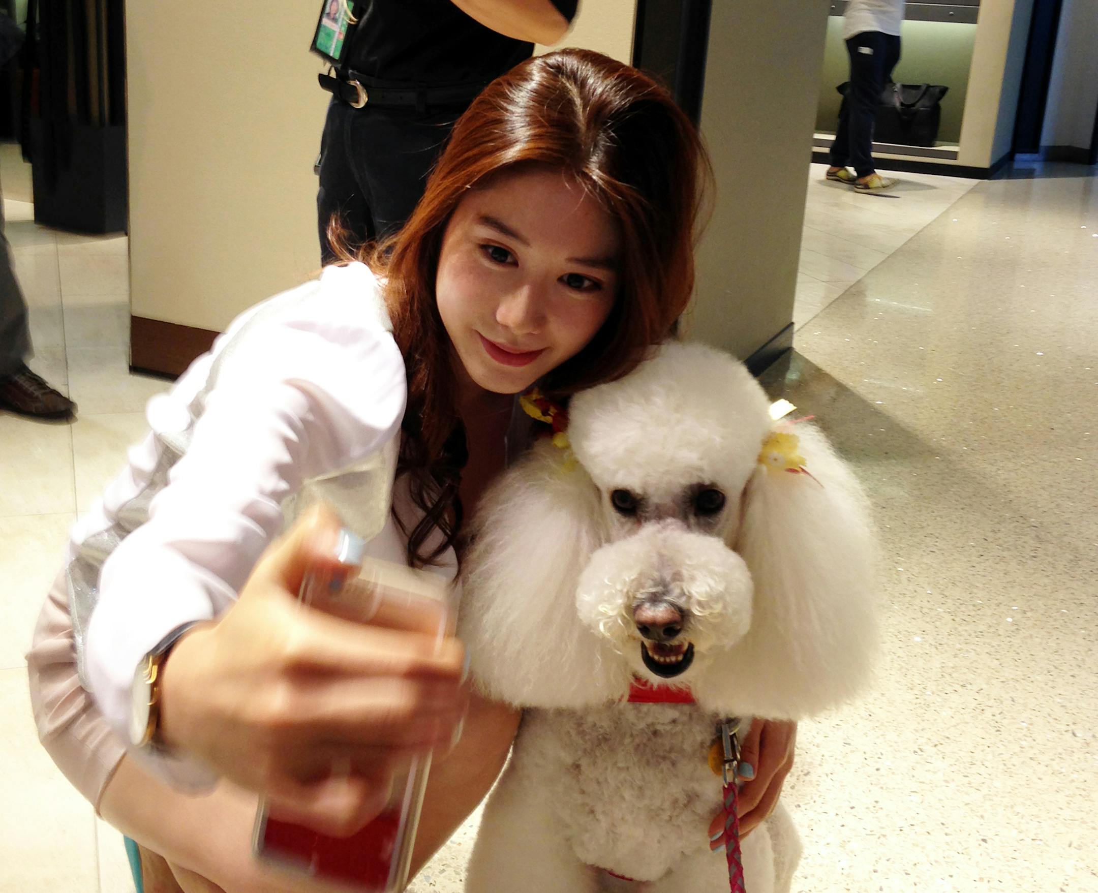 Coco, a standard poodle, strikes a pose. PUP-program dogs have their own social media accounts and will happily appear in travelers' selfies. MUST CREDIT: Heidi Huebner.