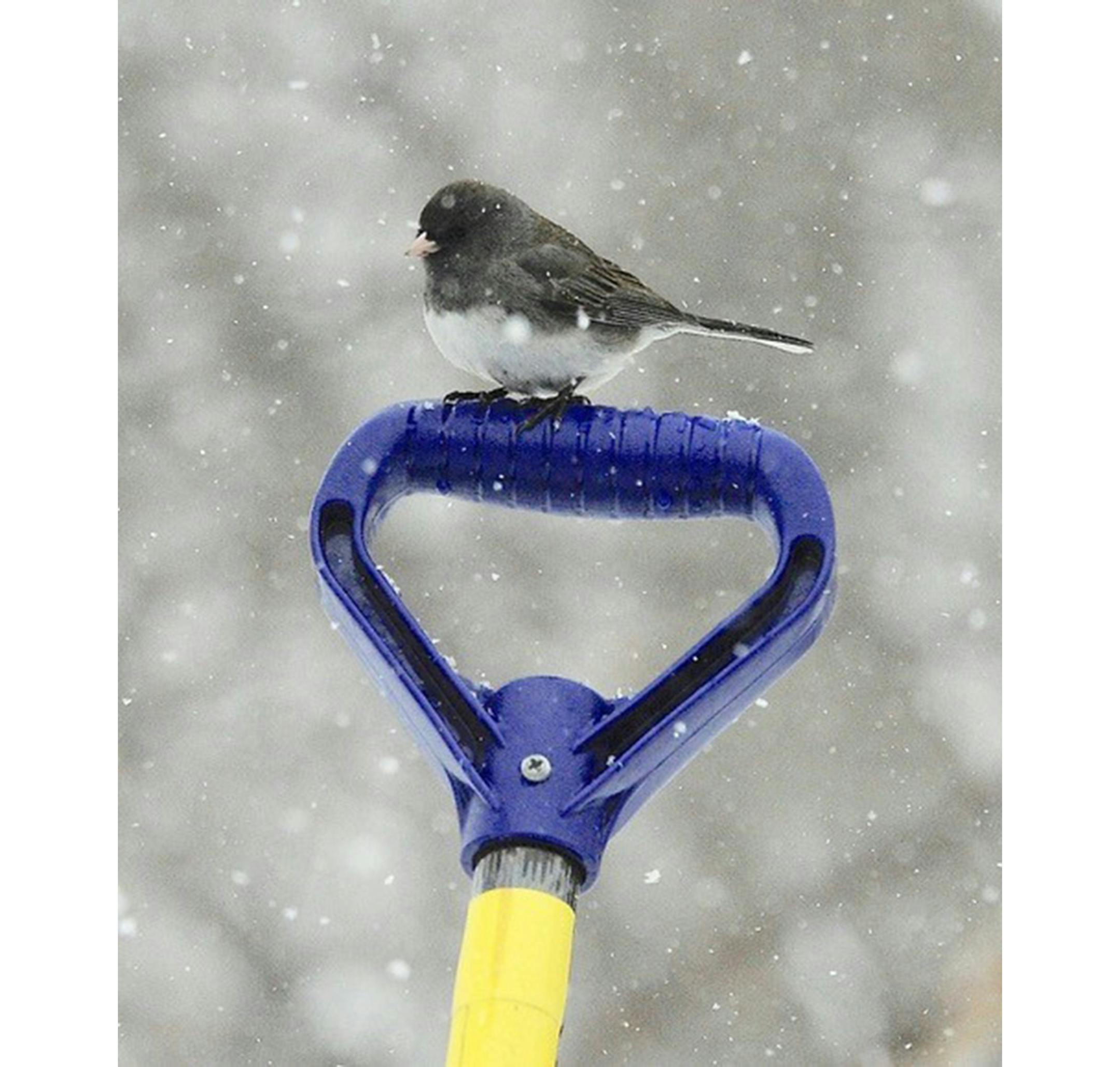 Junco perched on a snow shovel. Jim Williams photo