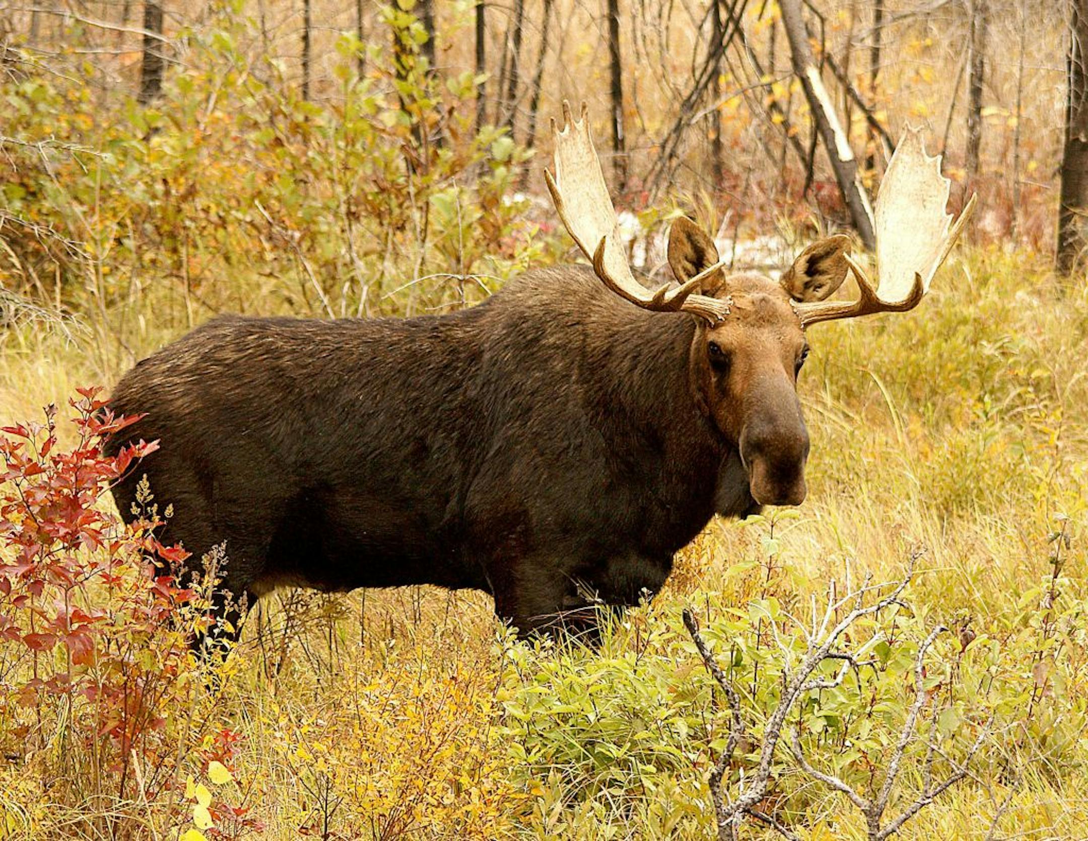 The Minnesota Department of Natural Resources wants to add moose to the state's endangered species list.