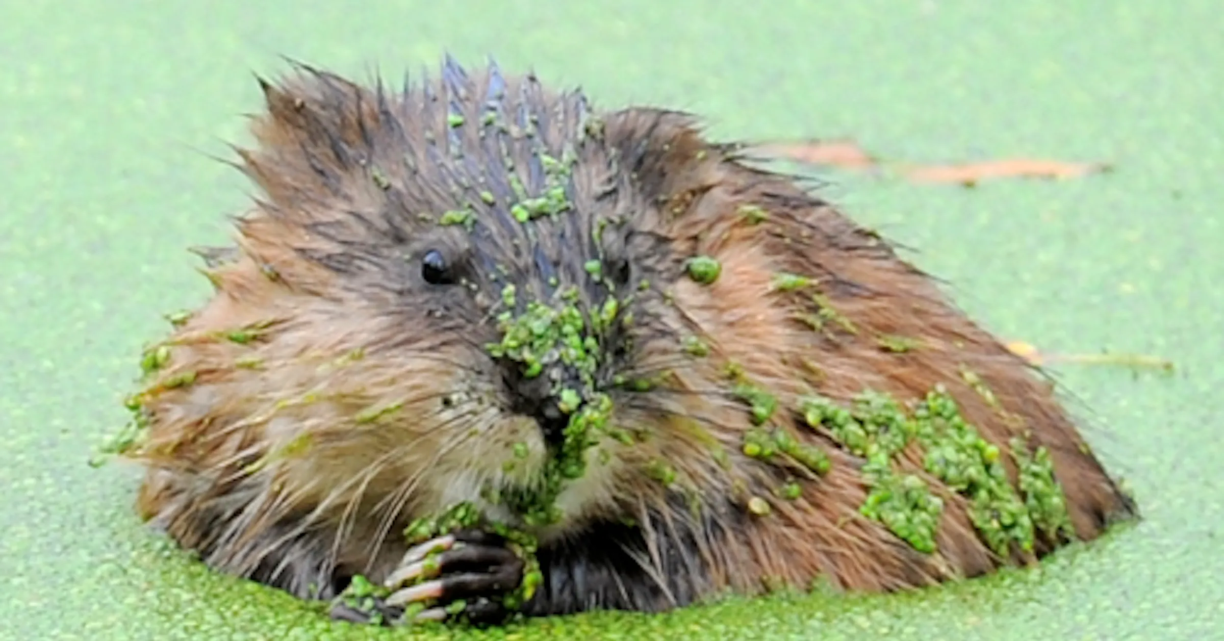 Muskrat Invasive Muskrats as neighbors
