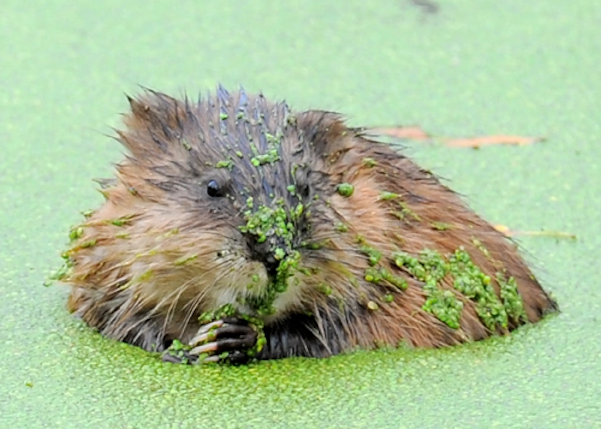 Muskrats as neighbors