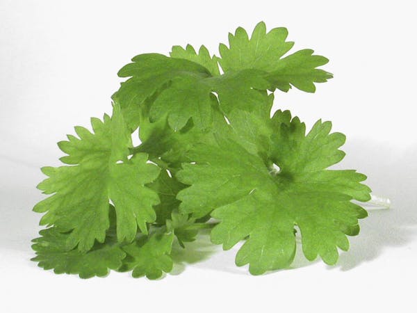 Cilantro, from stock.xchng