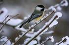 GENERAL INFORMATION: Finding beauty in the beast of winter.
IN THIS PHOTO: A Black-capped Chickadee perched among frozen and snowey branches. Cool fac