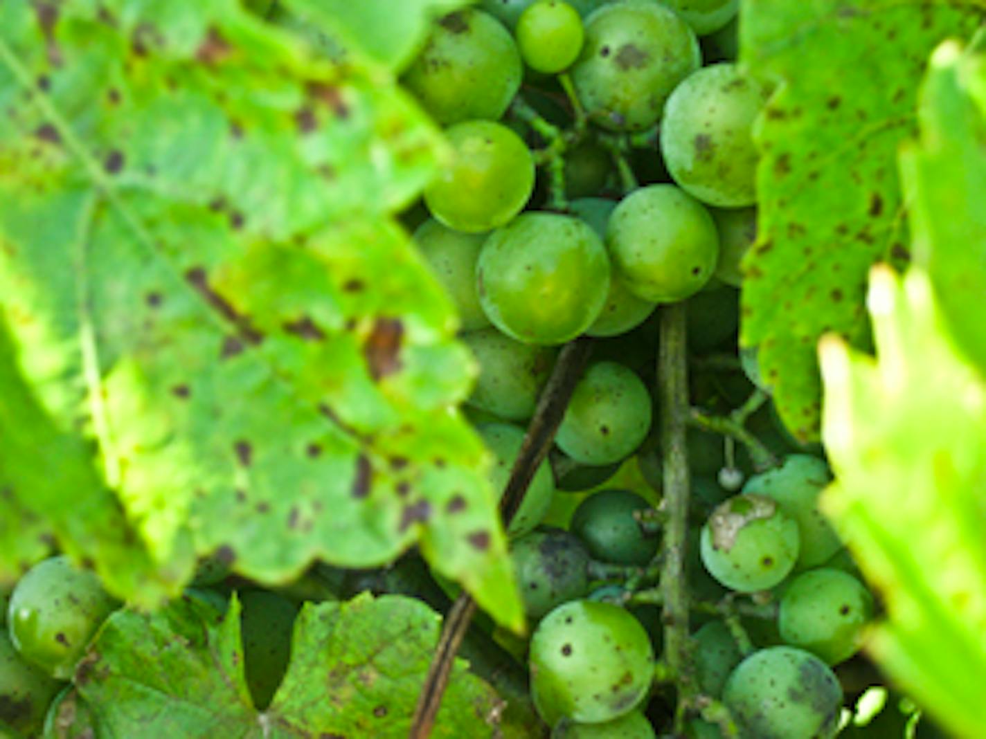 There are 6.5 acres of commercial vines at Crofut Winer