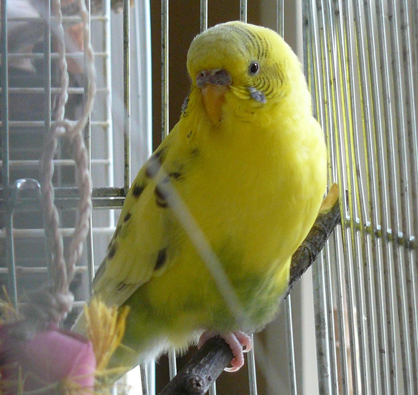 Caption: Photo by Kim Gordon This parakeet, whose species measures just 8 inches from head to tail, made a quick adjustment to life in a cage again.